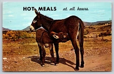 Hot Meals At All Hours Postcard Comic Humorous Baby Donkey Suckling Mother