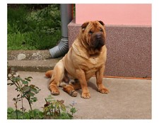 Shar Pei Dog 8x10 Photo On 8.5" x 11"