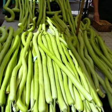 Cucuzza Squash 10+ seeds