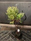 Rheingold  Arborvitae — photo 2