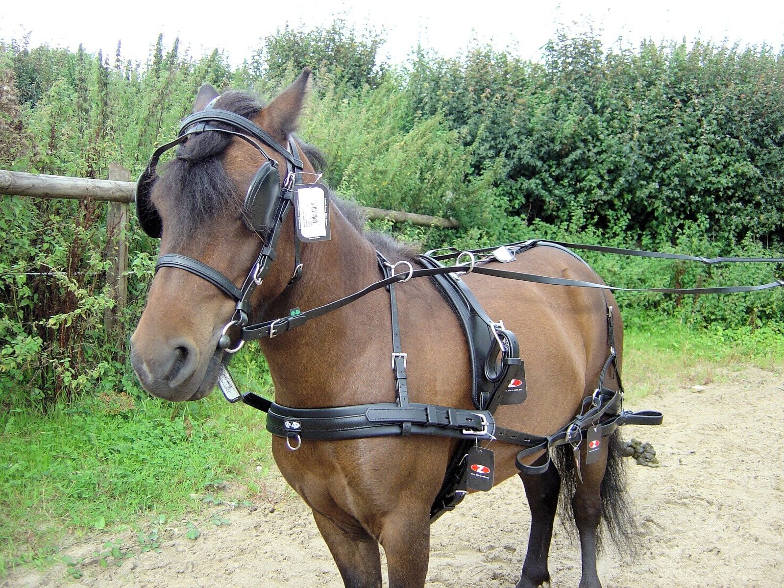 Zilco Classic Pair Horse Driving Harness, Horse Size, Black and Brown -  5644-4 - GOOD APPLE EQUINE