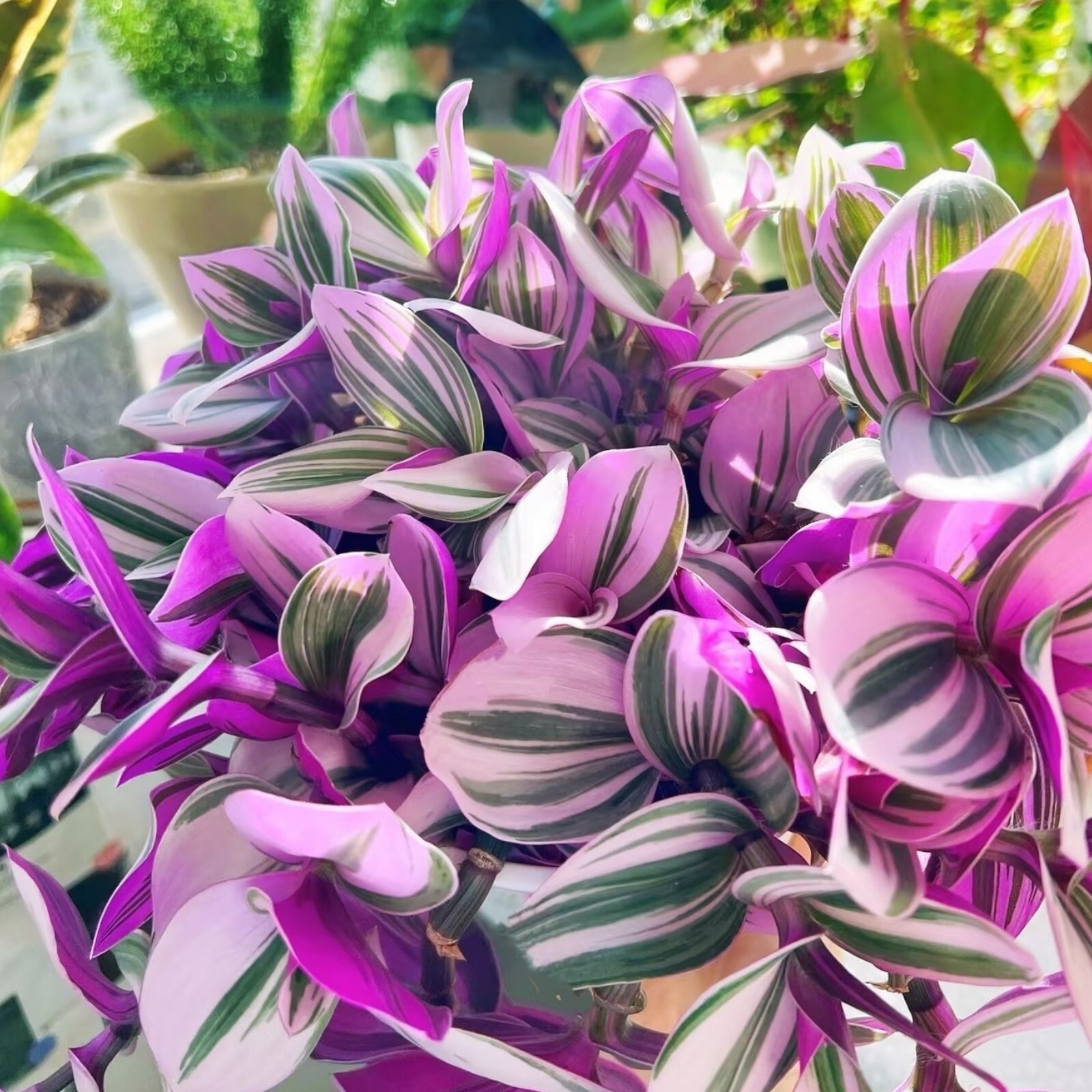 3 Unrooted Tradescantia Nanouk Cuttings 3”-4” Rare Pink Wandering Jew Houseplant