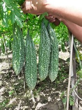 Kerela - Bitter Gourd Melon - Bangladeshi Indian Thai Asian Vegetable- 6 Seeds