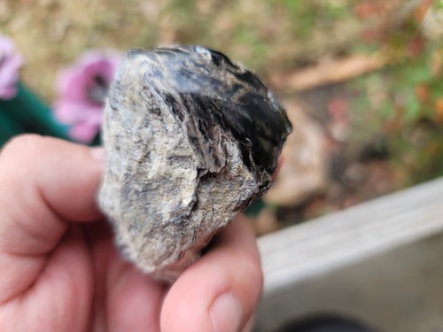 Cycad Fossil Petrified Wood Gynosperm Steve Hatch Collection - Picture 5 of 6
