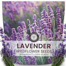 Lavender   7,000 Seeds for Planting   2026 Season   1/4 Ounce Pouch