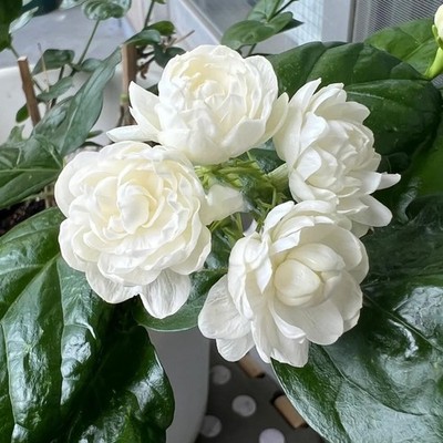 Jasmine Flower Seeds for Planting, 300+ Double Jasminum Sambac