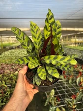 Calathea Rattlesnake | Lancifolia Prayer Plant | Live Tropical Plant in 6" Pot