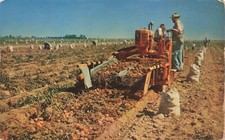 Postcard Potato Digger And Farmers Tractor Bags Cotton Harvest Kern County