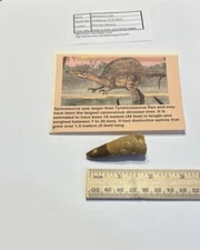 Spinosaurus Tooth Dinosaur Fossil not T Rex Cretaceous CS2