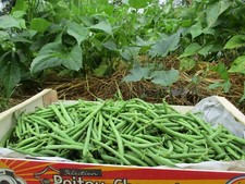 Haricot nain slenderette Bio