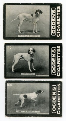POINTER English Gun Dog Vintage Zigarettenkarten um 1902 Ogden's Tab x 3 benannt