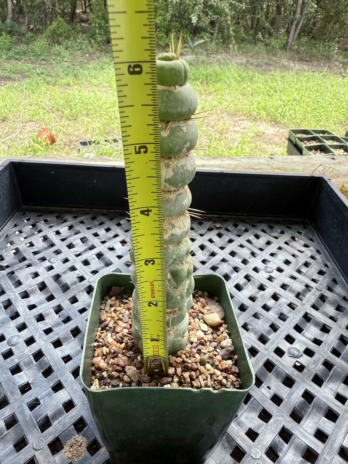 Eulychnia Castanea Spiralis “Unicorn Cactus “