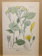 1886 ANTIQUE LITHOGRAPH ILLUSTRATION BOTANY FLOWER FLORA NATURE DECOR PICTURE...