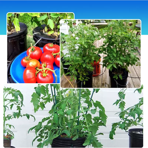 Hydroponic DWC & Drip Recirculating Growing System 4 Plant Buckets Complete Kit - Picture 5 of 11