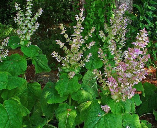 Herb plants, garden ready, 9cm pots lots of choice - Picture 272 of 298