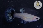 Live Blue Dragon Ribbon Guppy Fish - Grade A High Quality Breeding Trio, Tropical Freshwater