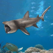 Basking Sharks Model Marine Figures Toy Marine Animal Model Toy Marine Creatures