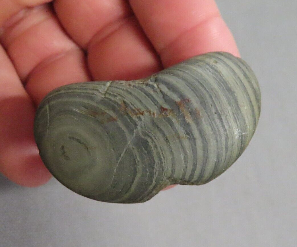 Pre1600 Search For Sale MAVIN