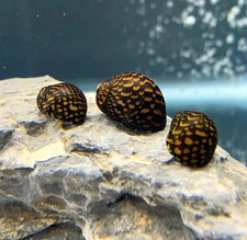 3 Batik Nerite Snails Neritina variegata Freshwater Snails