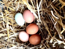 Premium Natural Straw for Crafting, Packaging, and Animal Bedding -5lbs Bulk Box