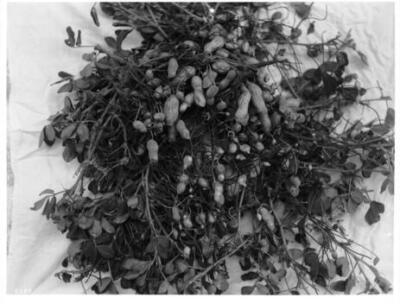 Peanuts Still On The Branches Grown At Tierra Bonita California - Old Photo