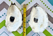 2 XL 6" Oyster Shells Cleaned/Disinfected for crafts or coastal decor