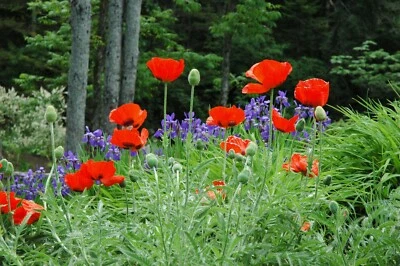 1000 Graines de Pavot d'Orient - fleurs jardins plantes - semences paysannes