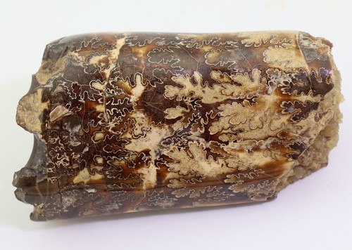 Ammonit, Baculites sp., Kreide, Pierre Shale, Pennington County, SD, USA -L990 - Picture 5 of 6