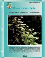 The Japanese Sparkling Herb Cardamine lyrata / Aquarium Info Card