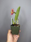 NEW! Unreleased 2027 Cattleya (Slc. Angel Eyes x Pot. Exotic Really — photo 8