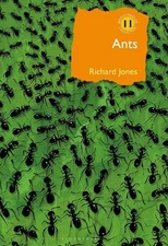 Richard Jones Ants (Hardback) British Wildlife Collection