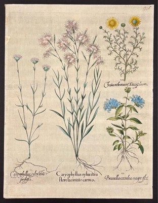 Caryophyllus sylvestris flore laciniato carneo - Caryophyllus sylvestris prolife