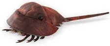 Folkmanis Horsehoe Crab Hand Puppet