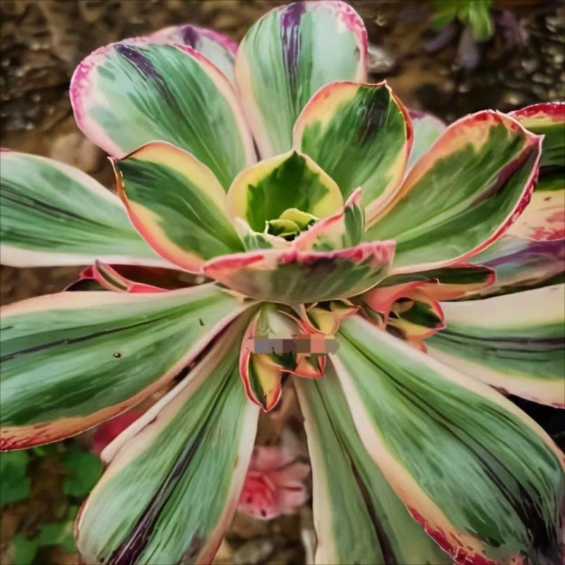 Aeonium Red Fuji Variegated Large 14cm succulent plant 22