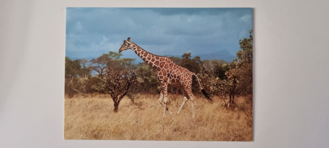 WWF Animal Postcard - Reticulated Giraffe.