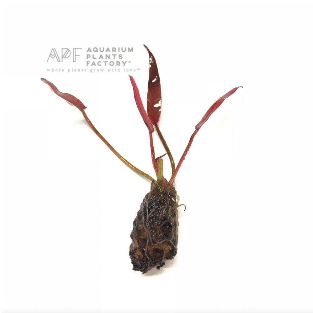 Barclaya Longifolia | Aquarium Plants Factory®