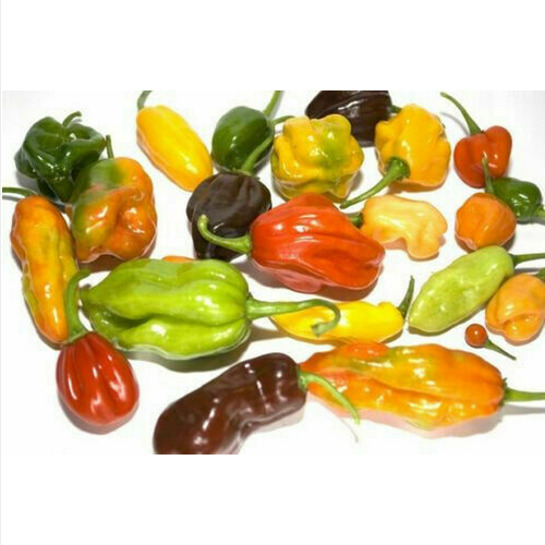 MIX HABANERO YELLOW, WHITE, RED, CHOCO, MUSTARD, ORANGE - 90 semi peperoncini - Foto 1 di 1