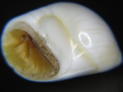 POLINICES PYRIFORMIS: GUAM LIVE COLLECTED GIANT W/OPERCULUM @ 28.95MM!
