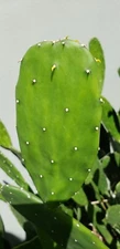 25+ CACTUS PADS Opuntia Nopal for Tortoise & other Reptiles & human health