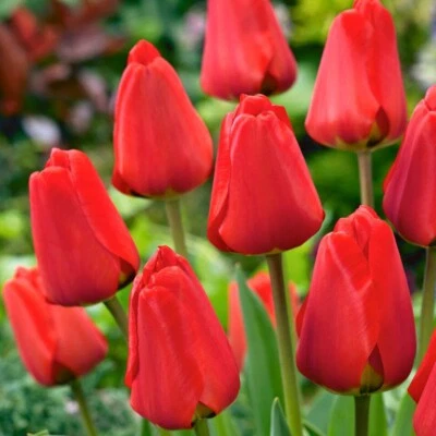 10 RED TULIPS APELDOORN TULIPA BULBS SPRING FLOWERS PERENNIALS NEW GARDEN PLANTS