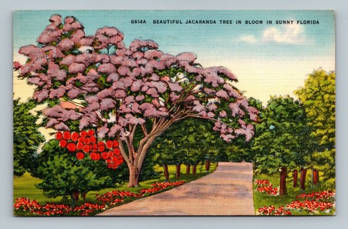 Florida Linen Postcard Beautiful Jacaranda Tree In Bloom In Sunny