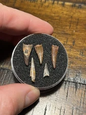 5 Dinosaur Age Pterosaur Teeth Tooth Fossil Kem Kem Beds Morocco Flying Reptile