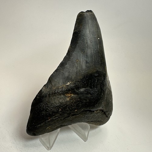 Megalodon Shark Tooth 4.05 Inch - Amazing - Authentic Fossil - Carolina 19517 - Picture 3 of 8