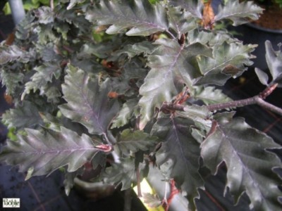 korbmarante teilen Calathea main image 1