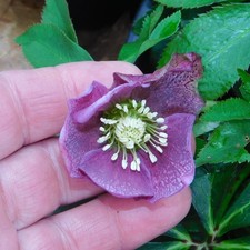 Hellebore Plant - C215