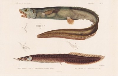 Mastacembelus Notacanthus nasus fishes Fische engraving Stahlstich Cuvier 1849