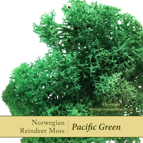 Dried Reindeer Moss | Pacific Green for terrariums & Crafts | 25g