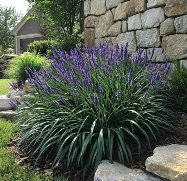 Planta viva Liriope Muscari Grass Big Blue Lilyturf de 7-12 pulgadas de alto maceta de 1 galón Foto 3 de 4