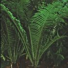 15+ seeds Ostrich Fern house plant garden flowers