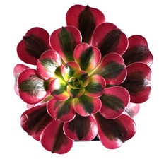 Aeonium Medusa succulent houseplant in 8cm pot